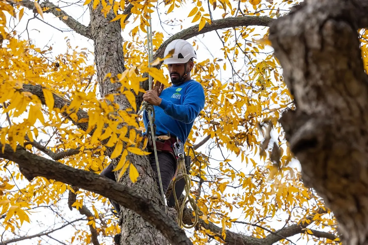 Skilled Tree Transplanting crew working in La Salle